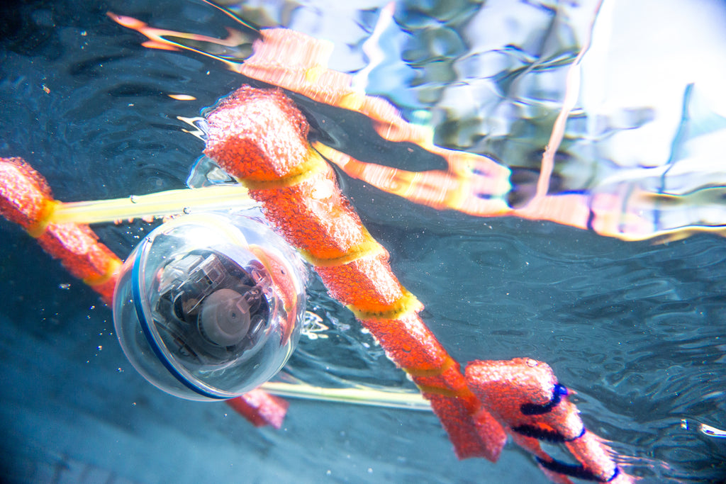 Sphero SPRK+ is waterproof, seen here in a swimming pool.
