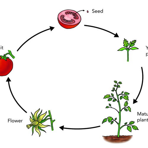 Learning about the plant life cycle is a fun science activity for kids you can do with Sphero programmable robots.